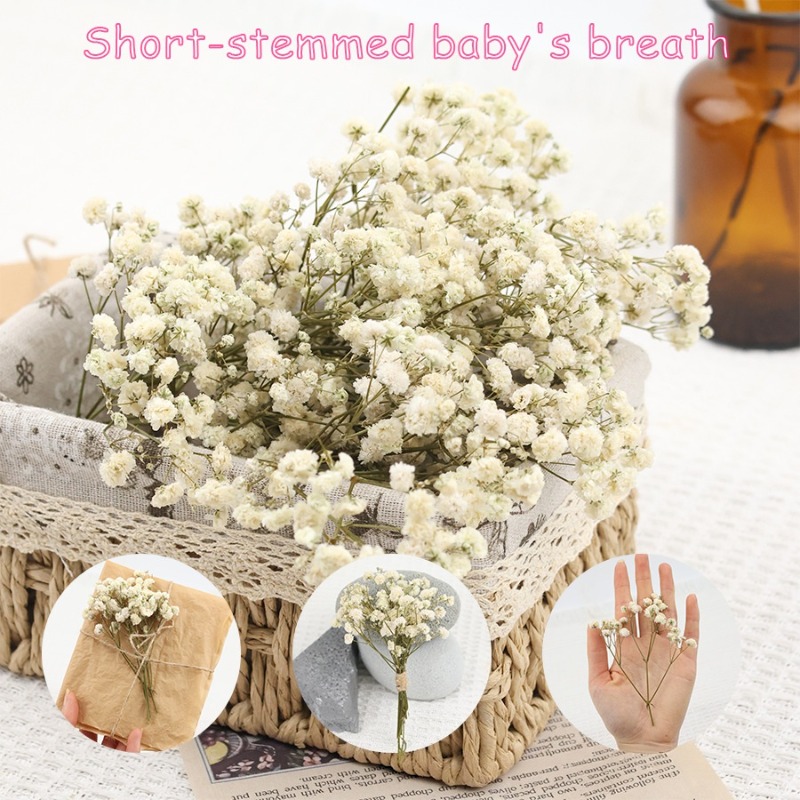 Dried Flower Bulk - 50 pièces de fleurs de gypsophile