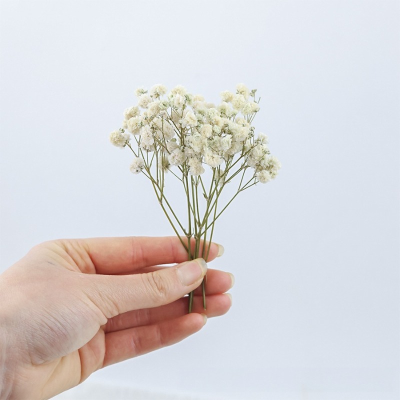 50 pièces de fleurs de gypsoph - Dried Flower Bulk avis et prix